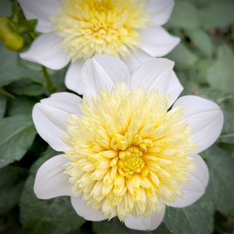 Dahlia Platinum Blonde Anemone 1 Tuber Lilys Garden Store