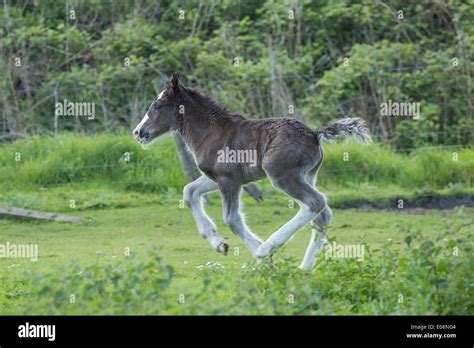 Gypsy Cob Horse Hi Res Stock Photography And Images Alamy