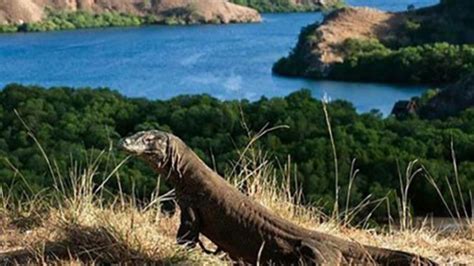 Pulau Komodo, Salah Satu Tempat Wisata Terbaik yang Diakui Dunia - Wanieta News