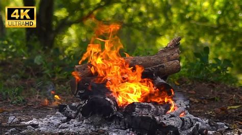 Cozy Forest Campfire 4K ULTRA HD Natural Ambiance Crackling Fire