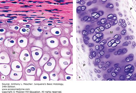 Bio Lab Practical Hyaline Cartilage Diagram Quizlet