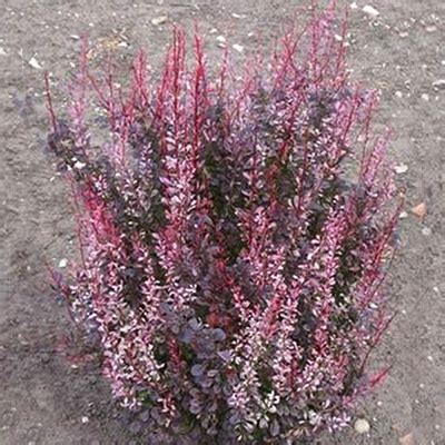 Барбарис тунберга Рози Рокет (Berberis thunbergii Rosy Rocket),купить ...