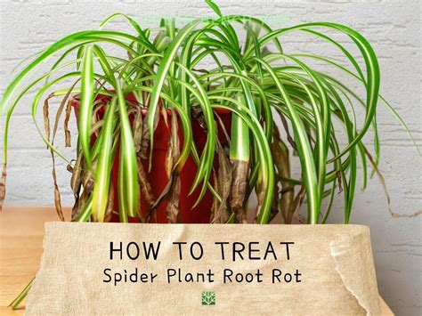 Spider Plant Root Rot Identify Treat And Causes Of Root Rot