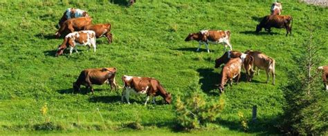 Agrotourisme Zone Bor Ale