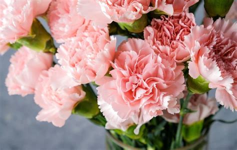 Carnation Flower Meaning Symbolism What Do Carnations Represent