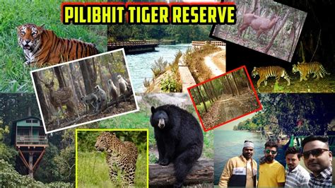 Mala Jungle Chuka Beach Bifurcation Pilibhit Tiger Reserve Explorewithask20 Youtube