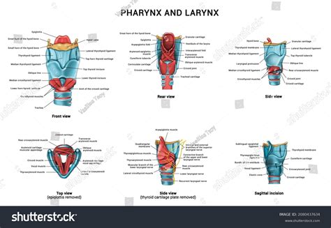 anatomy pharynx larynx stock illustration  shutterstock