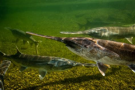 Paddlefish – Conservation Connect