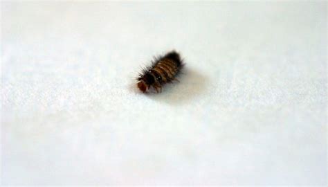 What Do Baby Carpet Beetles Look Like - Carpet Vidalondon