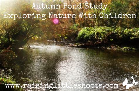 Autumn Pond Study Exploring Nature With Children