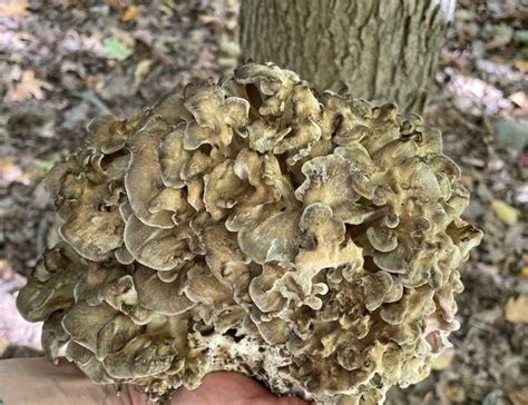 Growing Maitake Mushrooms At Home