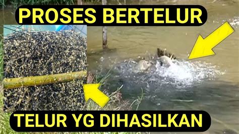 Pemijahan Ikan Mas Secara Alami Proses Bertelur Terjadi Di Siang