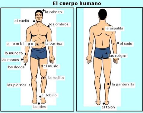 Cuerpo Humano Y Sus Partes En Ingles Imagui