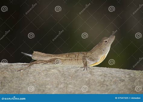 Anole lizard stock image. Image of north, reptiles, bird - 37547325