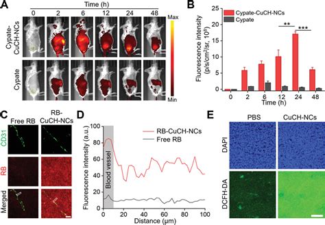 In Vivo Targeting Penetration And Ros Generation Of Cuchncs A In