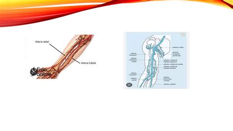 ARTERIAS DEL MIEMBRO SUPERIOR Pptx Descarga Gratuita