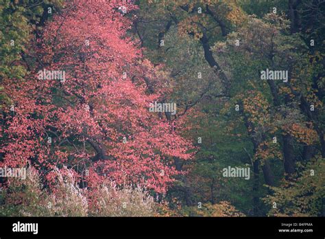 Autumn colors in Central Park, New York Stock Photo - Alamy