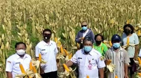 Panen Masih Berlangsung Grobogan Siap Penuhi Kuota Jagung Ribu Ton