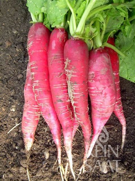 Ostergruß Rosa 2 Meine Gartenernte Dein Online Gemüsegarten