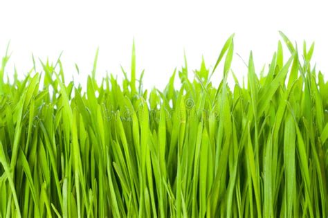 Green Grass Stock Image Image Of Healthy Grass Lawn 14762613