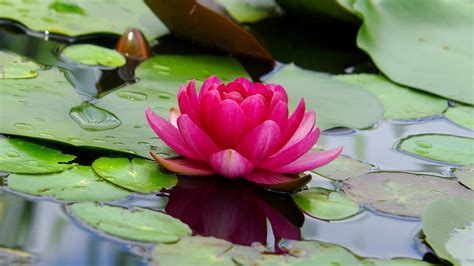 Lotus Flower Images Full Hd Wallpaper Best Flower Site