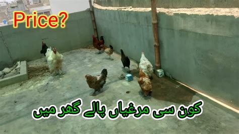 Ghar Ki Chat Pr Kn C Murgian Paly Full Detailed Vedio Price Of Hens Km