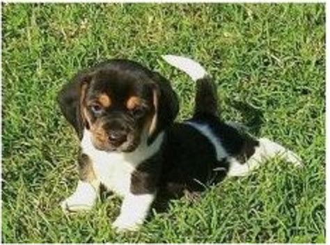 Miniature Beagles for Adoption - HubPages