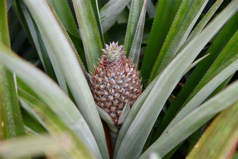 Flowering Pineapple Plant Stock Image Image Of Plant 172973099