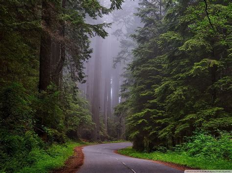 Redwood National Park California Ultra Backgrounds HD Wallpaper Pxfuel