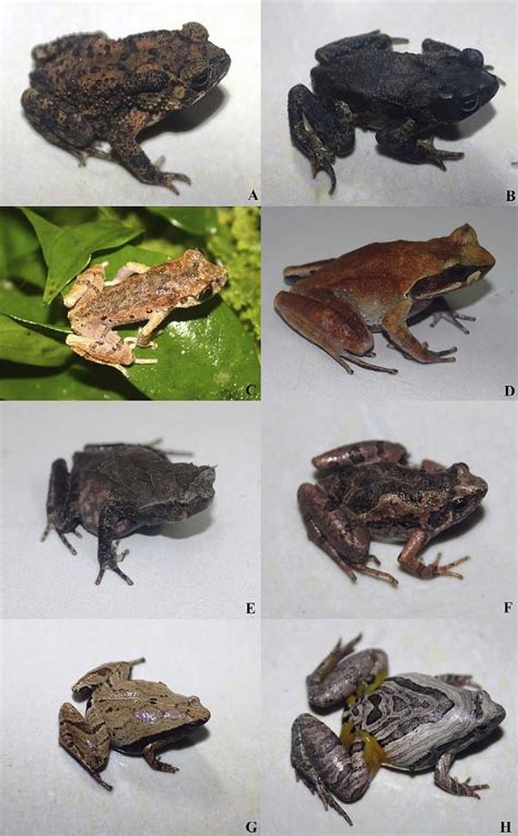 Bufonidae (A, B), Megophryidae (C-E), and Microhylidae (F-H) of Hai Ha... | Download Scientific ...