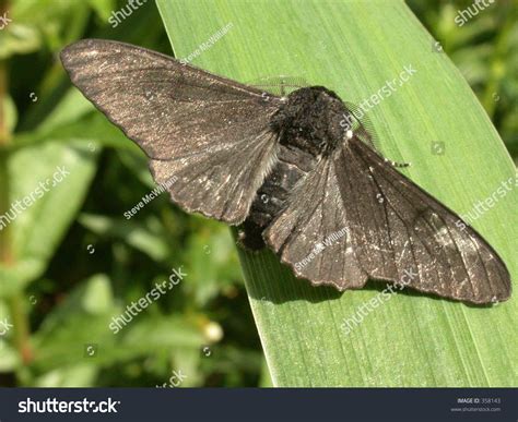 Melanic Peppered Moth Biston Betularia 01 Stock Photo 358143