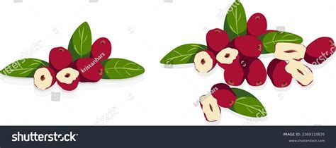 Jujube Photos And Images