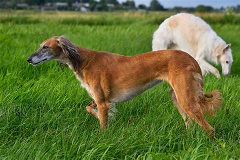 Cuántas veces hay qué sacar a pasear a un Saluki Blog de ADOPTA un Animal