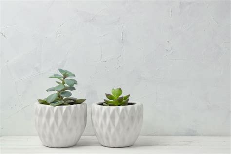 Premium Photo Succulents In White Pots