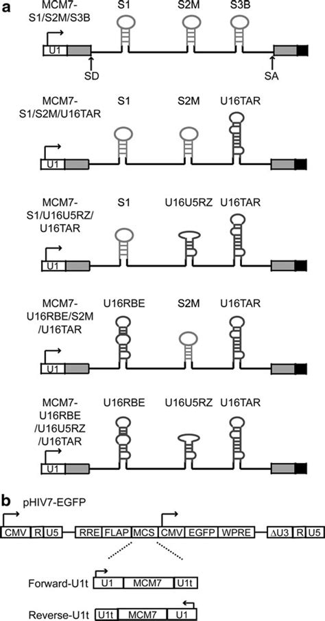 Overview Of MCM7 Intron Based Lentiviral Vectors The Name MCM7