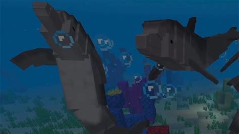 Dolphin Training In Minecraft Certified By IMATA Innovate Tutorial The