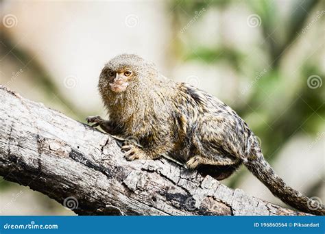 Cute Pygmy Marmoset