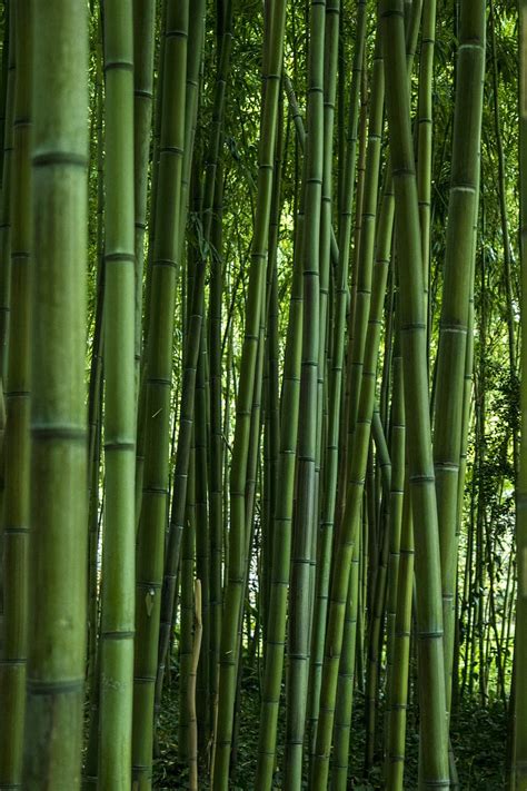 HD wallpaper: green bamboo trees illustration, leaf, nature, zen ...