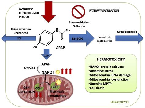 Frontiers Mitochondriallysosomal Axis In Acetaminophen Hepatotoxicity