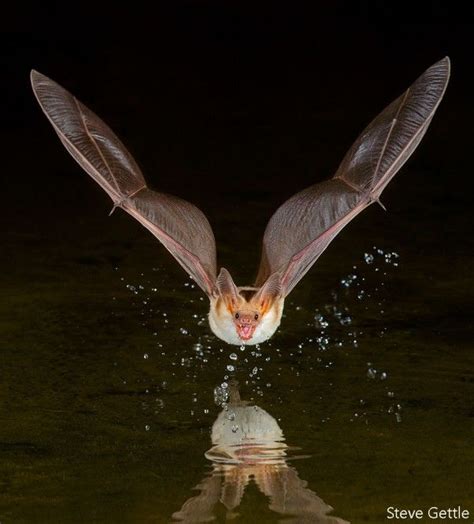 Steve Gettle Rare Animals Interesting Animals The Night Cat