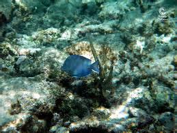 Ecosystems - The Mesoamerican coral reef