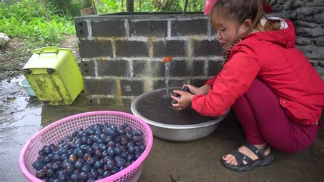 Harvesting Palm Fruit Goes To The Market Sell Daily Life At The Farm