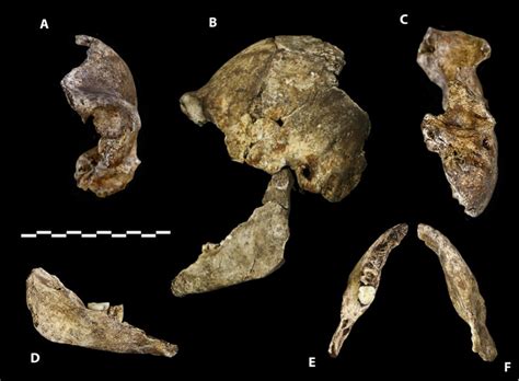 Figures And Data In Homo Naledi A New Species Of The Genus Homo From