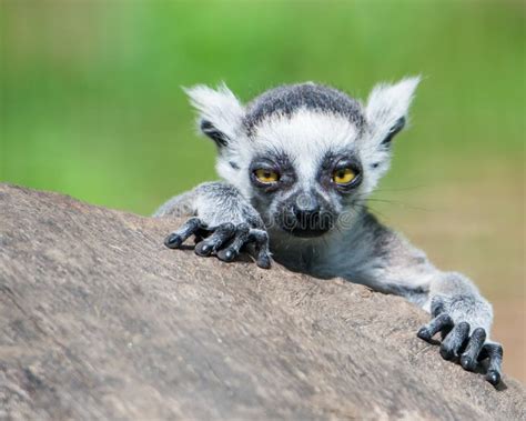 Baby Ring-Tailed Lemur III stock image. Image of states - 41837385