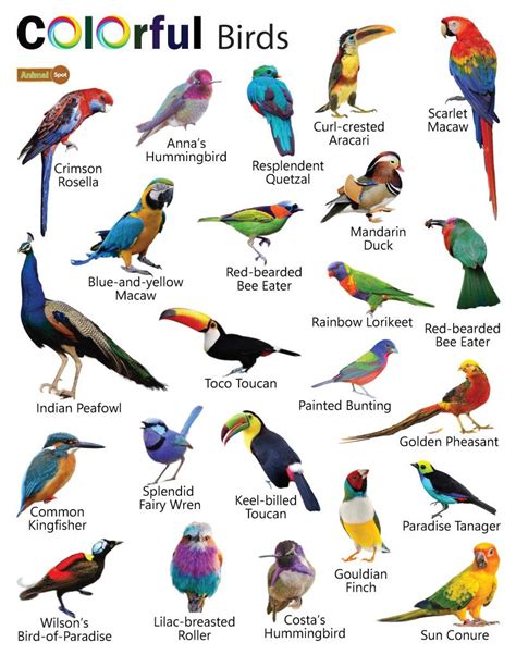 Colorful Birds Facts List Pictures