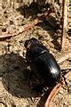 Category:Aphodius ater - Wikimedia Commons