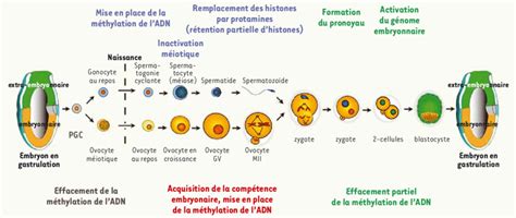 La Gam Togen Se Et L Embryogen Se Au Cours Du Cycle De La Vie Chez Les