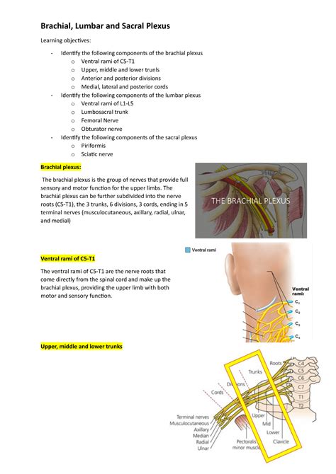 Brachial Lumbar And Sacral Plexus Notes Brachial Lumbar And Sacral