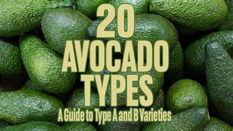 Avocado Types A Guide To Type A And B Varieties