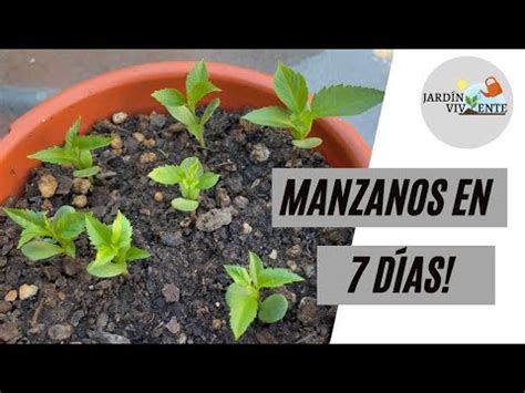 Cultivar Manzanas Pasos Sencillos Y Eficaces